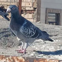 کفتر بیرجند|پرنده|مشهد, شهید قربانی|دیوار