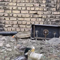 سه عدد باهم پنج میلیون.
