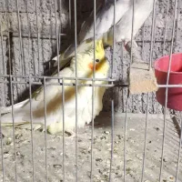 عروس هلندی،سرلاکی،دونخور،بالغ و جفت،اب پخش|پرنده|آبپخش, |دیوار