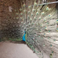 فروش طاووس مصری|پرنده|تهران, والفجر (افسریه)|دیوار