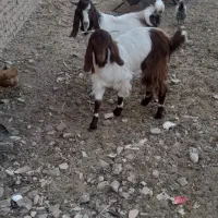 بزغاله پاکستانی