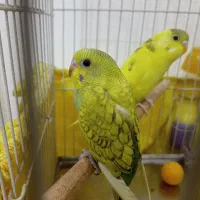 مرغ عشق هلندی