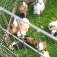 خوکچه سرحال و خوشگل|موش و خرگوش|قائمشهر, |دیوار