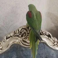 شاه طوطی رام و دستی پر صاف|پرنده|قرچک, زیبا شهر|دیوار