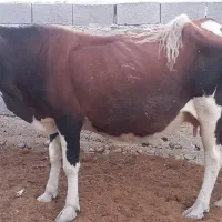 گاومحلی شیرده آرام،