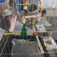 عروس اصیل رام مولد|پرنده|ایرانشهر, |دیوار