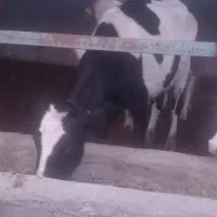 گاوشیری|حیوانات مزرعه|باشتین, |دیوار