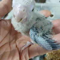 جوجه سرلاکی|پرنده|تهران, شهرک آتی شهر|دیوار