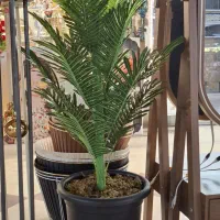 درختچه سیکاس