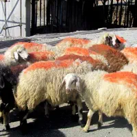 باهرکارتملی یه گوسفند تعاونی تنظیم بازار قلم ابی|حیوانات مزرعه|مشهد, کشاورز|دیوار
