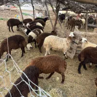 فروش گوسفند نر