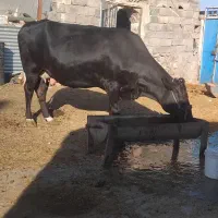 گاوشیری ا