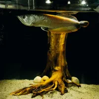 ماهی آروانا سیلور|ماهی|بندرعباس, |دیوار