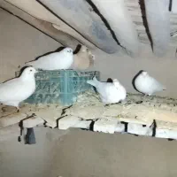 کبوتر|پرنده|بزینه رود, |دیوار