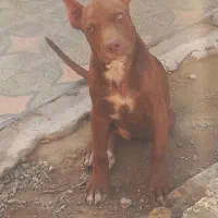 پیتبول تایگر