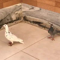 یک جفت نامور|پرنده|قروه, |دیوار
