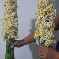 گل نرگس خفر|گل و گیاه طبیعی|شیراز, بازار|دیوار