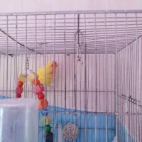 کوتوله زرد صورت هلویی بالغ|پرنده|مشهد, شهرک مطهری|دیوار