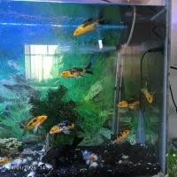 ماهی وغذای ماهی