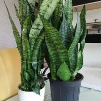 گل سانسوریا