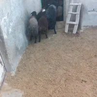 بره،شیشک،عروسی،مراسمات|حیوانات مزرعه|فامنین, |دیوار