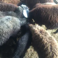 دوعدد بره خوراک خور|حیوانات مزرعه|گرگان, |دیوار