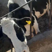 گاو شکم ۳|حیوانات مزرعه|آبکوه, |دیوار