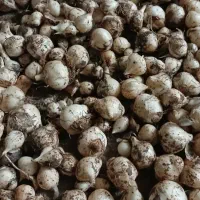 موسیر کوهی صدکیلو به بالا