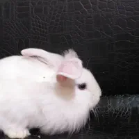 واگذاری رایگان چند تا بچه خرگوش زیبا و بازیگوش|موش و خرگوش|آبادان, |دیوار