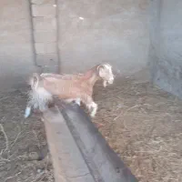 سلام یک راس بز ابستن  فروشی
