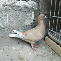 ماده یاهو زرد پلاکی|پرنده|اهواز, دانشگاه چمران|دیوار