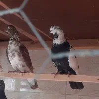 کبوتربچه های خط پایان