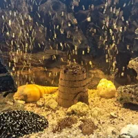 آکواریوم با وسایل و تزئینات کامل|ماهی|شوشتر, |دیوار