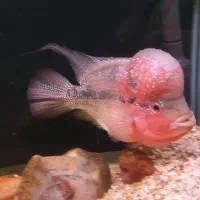 فلاور بالغ مولد|ماهی|ارومیه, |دیوار