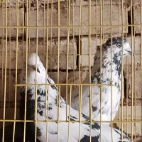 دو جفت گفتر تهرانی دهن جور هرکدوم ی پشت بوم گفترن