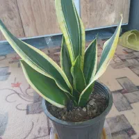 سانسوریا گل