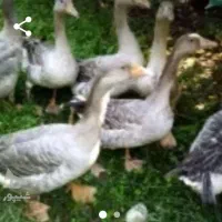 غاز و بوقلمون میفروشم|حیوانات مزرعه|زرگرشهر, |دیوار