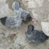 تخم نطفه دار آیس بار