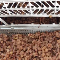 کشمش اشغاری|خوردنی و آشامیدنی|شیروان (خراسان), |دیوار