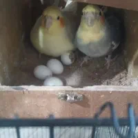 عروس هلندی مولد سخنگو