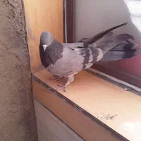 کبوتر پر|پرنده|لاران, |دیوار