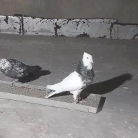 طوقی|پرنده|شهریار, شهریار|دیوار