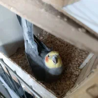 عروس هلندی مولد با تخم