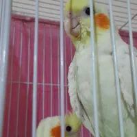 لوتینو دانه خور دستی
