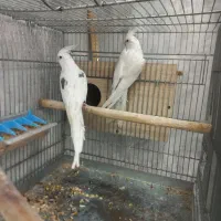 عروس هلندی البینو دوکت مهر مولد