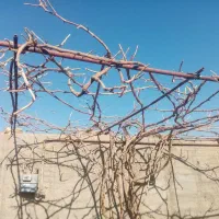 اصلاح میم انگور و کولش باغچه