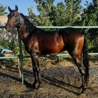 فروش اسب دره شور درجه یک