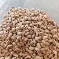 پسته  اکبری توچین