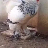 تخم - جوجه برهما امپراطور