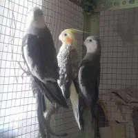عروس هلندی ۱۲۰۰